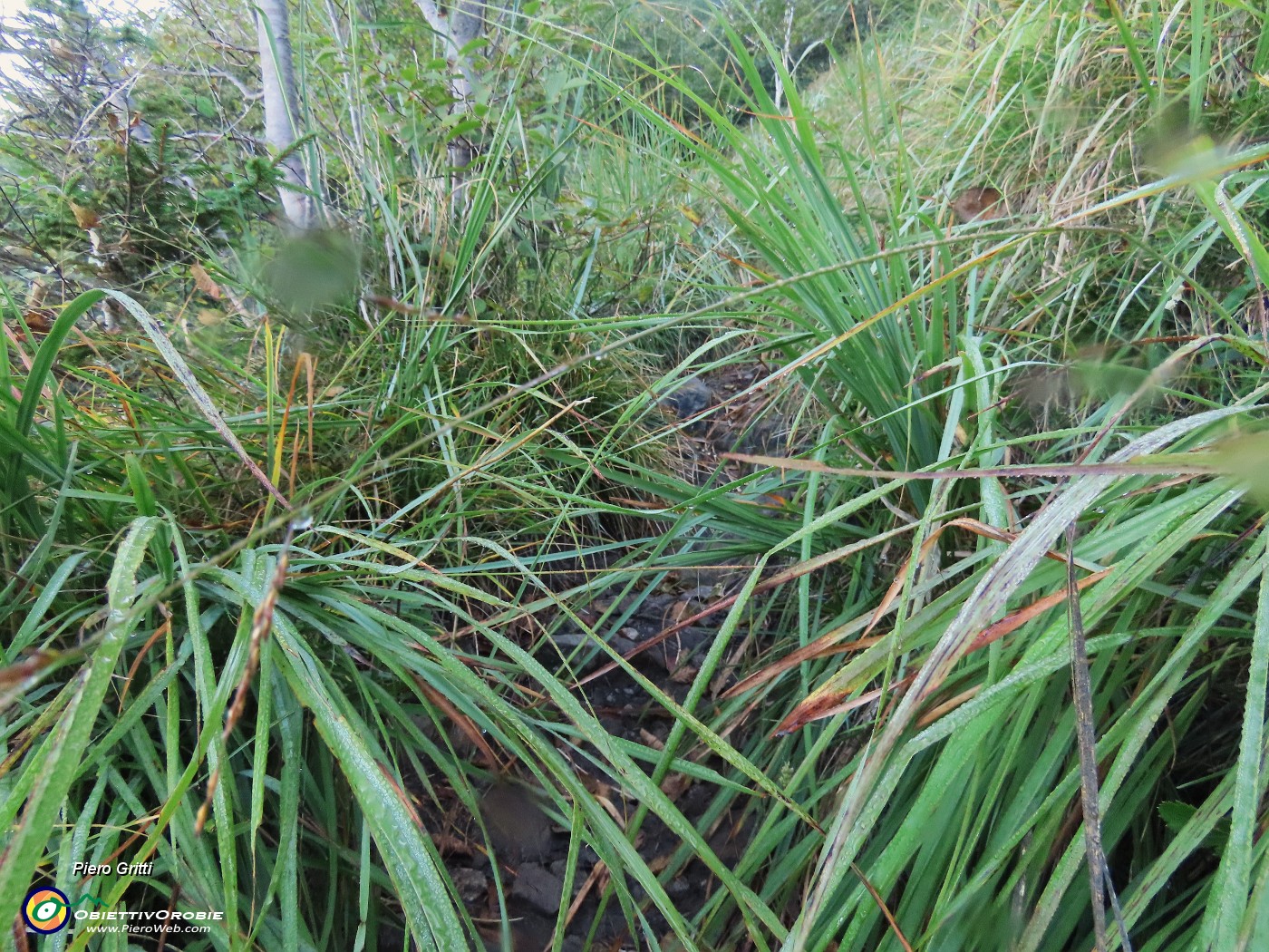 23 Erbaccia alta bagnata fredicia mi inzuppa scarponi, calzoni e gambe!.JPG